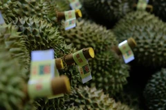  La province de Lâm Dông exporte son premier lot de durians vers la Chine