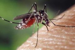 Les Philippines font face à une épidémie nationale de dengue