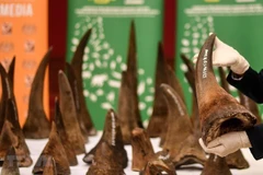 Le Vietnam remet à l'Afrique du Sud des échantillons de cornes de rhinocéros saisies 
