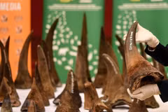 Le Vietnam remet à l'Afrique du Sud des échantillons de cornes de rhinocéros saisies 