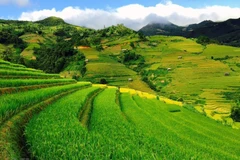 Mu Cang Chai: La beauté pittoresque du Nord-Ouest captive les touristes