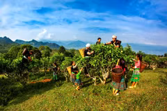 Un homme se consacre à la production de l’ancien thé Shan Tuyêt