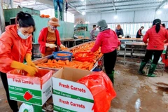 Hai Duong: le premier lot de carottes de l'année 2022 part en République de Corée 