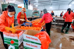 Hai Duong: le premier lot de carottes de l'année 2022 part en République de Corée 