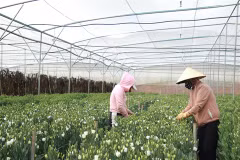 Lâm Dông : Don Duong, un modèle du programme de Nouvelle ruralité