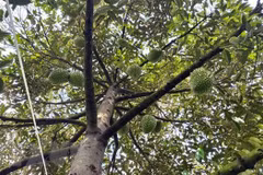 Can Tho exportera le premier lot de durians vers la Chine l'année prochaine