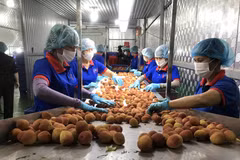 Transformation de litchis pour les exportations. Photo: VNA