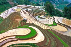 Les rizières en terrasses pendant la saison des pluies à Mu Cang Chai