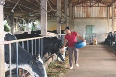 De nombreuses entreprises collaborent avec des localités pour créer des zones d’élevage et des chaînes de production associées à la transformation. Photo : VNA/CVN