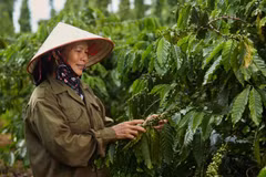 Les prix à l’exportation et le chiffre d’affaires des exportations de café augmentent au cours des 9 premiers mois de 2024. Photo: Vietnamplus