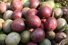 Le fruit de la passion est devenu le cinquième fruit vietnamien à être officiellement exporté vers le marché australien. Photo: VietnamPlus