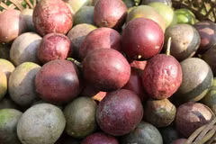 Le fruit de la passion est devenu le cinquième fruit vietnamien à être officiellement exporté vers le marché australien. Photo: VietnamPlus