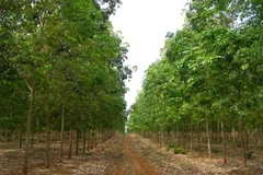 Le Laos attire le plus d’investissement du Vietnam 