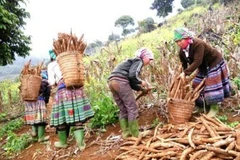 Les exportations nationales de manioc tablent sur 1,5 milliard de dollars cette année