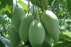 Elargissement des débouchés pour les fruits vietnamiens 