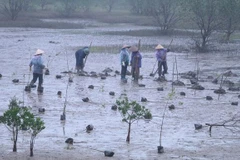 Lancement d'un projet de restauration des mangroves à Ninh Binh financé par la R. de Corée