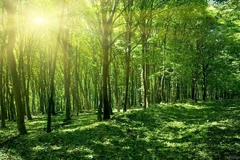 Approbation d’un plan de mise en œuvre de la Déclaration de Glasgow sur les forêts et l'utilisation des sols