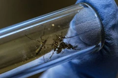 La Thaïlande met en place un centre d'opérations d'urgence pour faire face à la dengue