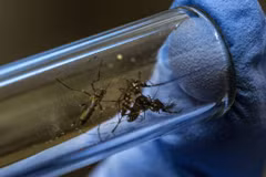 La Thaïlande met en place un centre d'opérations d'urgence pour faire face à la dengue