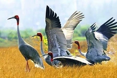 Thaïlande et Vietnam coopèrent pour protéger les grues à tête rouge