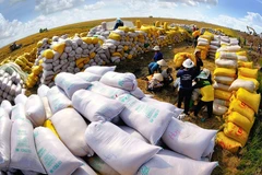 Les exportations de riz du Vietnam atteindront plus de 4 milliards de dollars en 2023