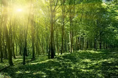 Approbation d’un plan de mise en œuvre de la Déclaration de Glasgow sur les forêts et l'utilisation des sols