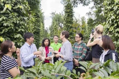 Un projet profite à la production durable de poivre dans les Hauts Plateaux du Centre