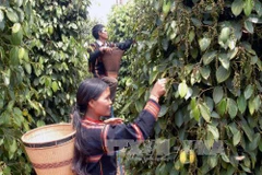 Pour produire et commercialiser des produits agricoles sans provoquer de déforestation