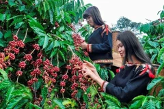 Promotion agricole communautaire pour produire du café sans provoquer de déforestation