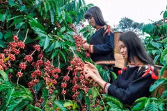 Promotion agricole communautaire pour produire du café sans provoquer de déforestation