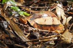  Thanh Hoa : conservation d’espèces de tortues rares 
