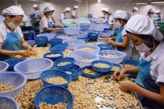 La filière noix de cajou doit s’orienter vers la production et la consommation vertes
