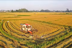 Ho Chi Minh-Ville s'oriente vers une agriculture urbaine durable