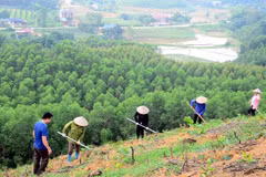 Plantation de 38.700 hectares de forêts au premier trimestre