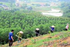 Plantation de 38.700 hectares de forêts au premier trimestre