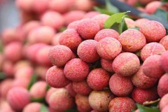Le premier lot de litchi vietnamien "U hong" expédié vers le Royaume-Uni