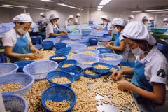 Noix de cajou : les entreprises vietnamiennes appelées à investir en Afrique de l’Ouest
