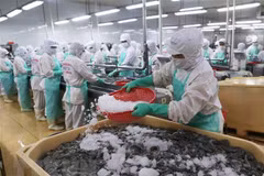 Le RCEP dynamise les exportations de produits aquatiques du pays 