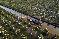 Tiên Giang améliore la qualité des fruits du dragon pour l’exportation