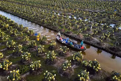 Tiên Giang améliore la qualité des fruits du dragon pour l’exportation
