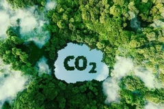 Le Vietnam réussit à vendre des crédits de carbone forestier d'une valeur de 51,5 millions de dollars