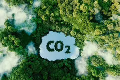 Le Vietnam réussit à vendre des crédits de carbone forestier d'une valeur de 51,5 millions de dollars