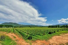 Le Vietnam, une puissance agricole