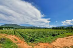 Le Vietnam, une puissance agricole