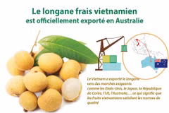 Le longane frais vietnamien est officiellement exporté en Australie