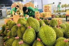 Les exportations des fruits et légumes vers la Chine en constante augmentation 