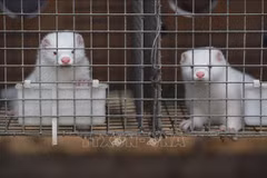 Covid-19: WWF appelle à l’élimination du trafic d’animaux sauvages et à la fin de déforestation
