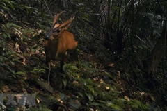 Le Vietnam va rendre hommage aux protecteurs de la faune