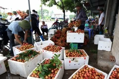 Hai Duong vise à récolter 40.000 tonnes de litchis en 2019