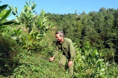 Tuyên Quang plante plus de 10.500 hectares de forêt